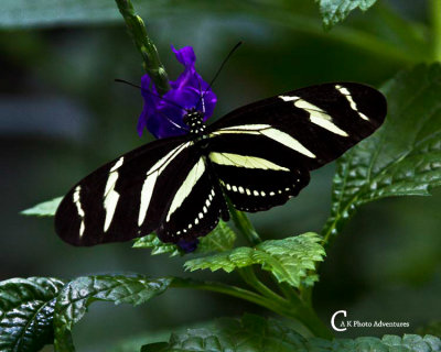 Butterflies-7746.jpg
