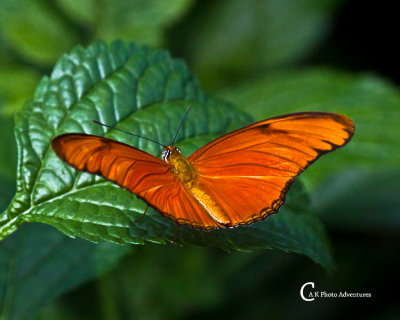 Butterflies-7750.jpg