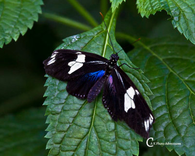 Butterflies-7751.jpg