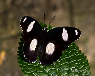 Butterflies-7759.jpg
