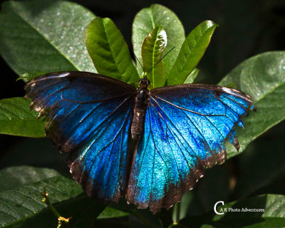 Butterflies-7779.jpg