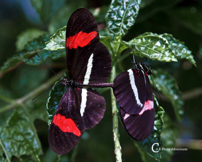 Butterflies-7787.jpg