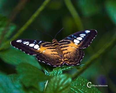 Butterflies-7837.jpg