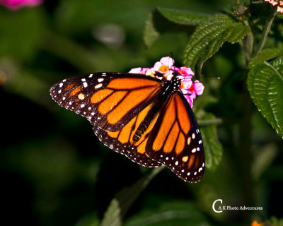 Butterflies-8630.jpg