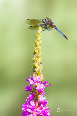 Dragonfly-1350.jpg