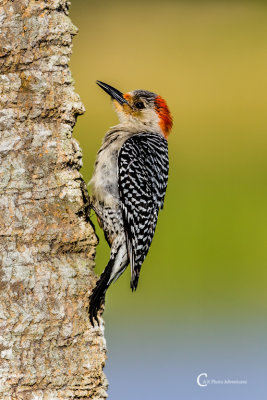 Red-bellied Woodpecker-0082.jpg