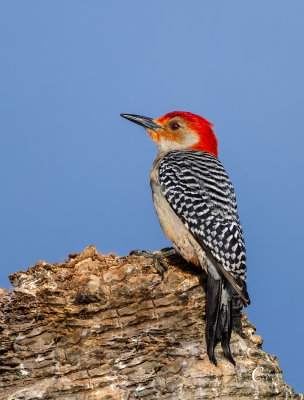 Red-bellied Woodpecker-0090.jpg