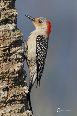 Red-bellied Woodpecker-9295.jpg