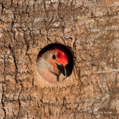 Red-bellied Woodpecker-9614.jpg