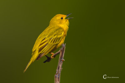 Yellow Warbler-4113.jpg