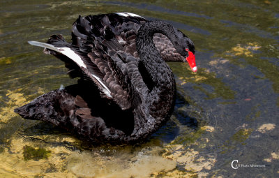 Black Swan-3300.jpg