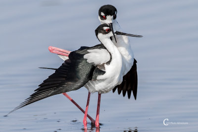 Black-necked Stilt-15.jpg