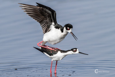 Black-necked Stilt-8.jpg