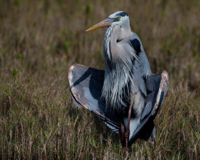 Blue Heron Resting-6167.jpg