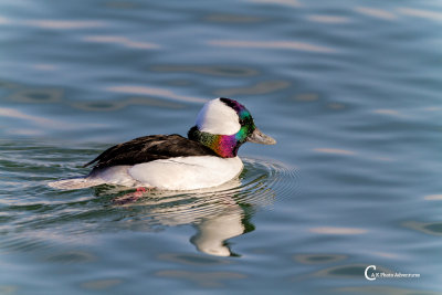 Bufflehead-2065.jpg