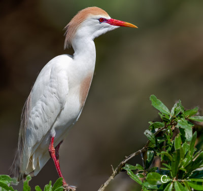 Cattle Egret-2386.jpg