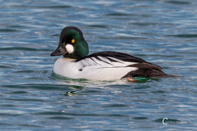 Goldeneye-5003.jpg