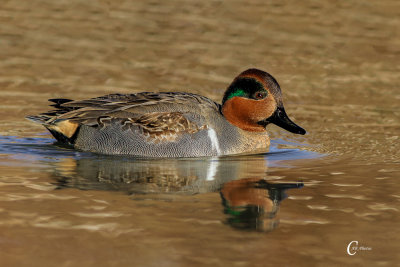 Green-winged Teal-3320.jpg