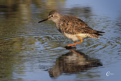 Least Sandpiper-1846.jpg