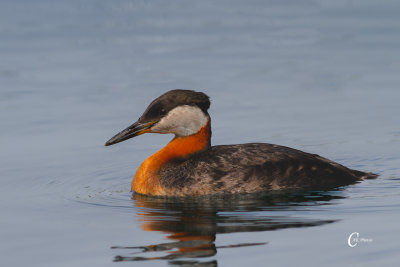 Red-necked Grebe-5133.jpg