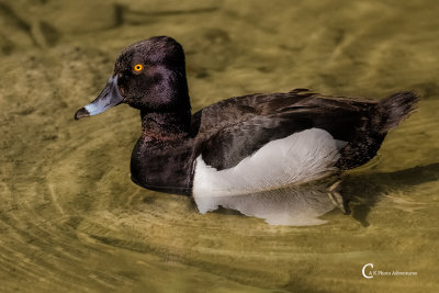 Ringnecked Duck-1583.jpg