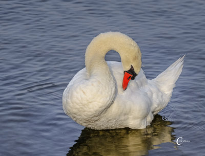 Swan-2680.jpg