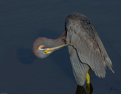 Tricolor Heron.jpg