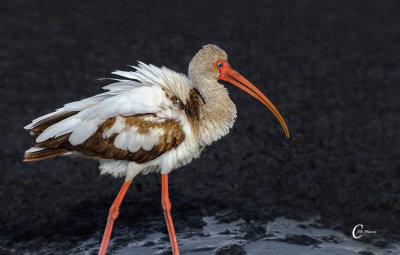 White Ibis-7957.jpg