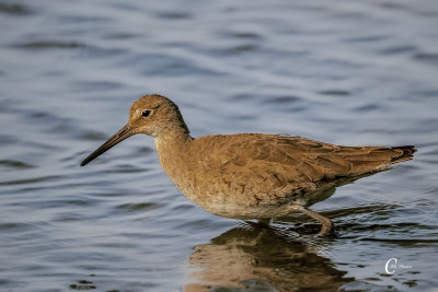 Willet-4890.jpg