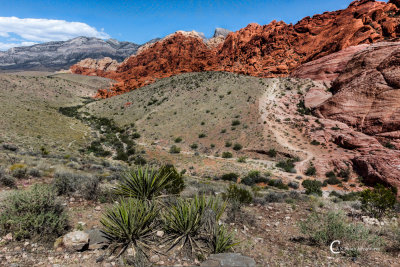 Red Rock Canyon-6578.jpg