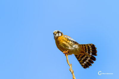 American Kestrel-5580.jpg