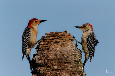 Woodpecker Pair-1030.jpg