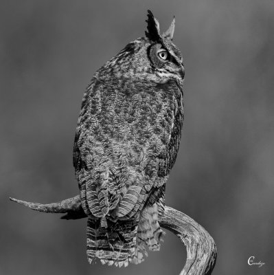 Great Horned Owl.jpg