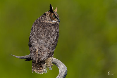 Big Horned Owl-6288.jpg