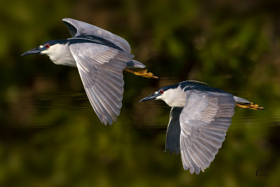 Night Herons Pair-0741.jpg