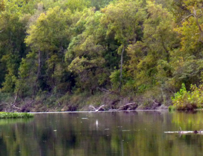 eagle flying up the current river.jpg
