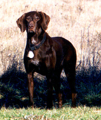 bonnie 2.jpg