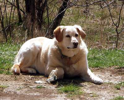 roxy down.jpg
