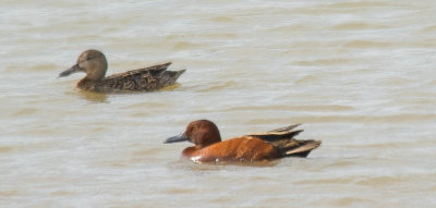 Cinnamon Teal 1April2014 Fort Worth Nature Preserve, Tarrant County, Texas