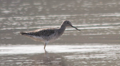 Greater Yellowlegs 1April2014 Fort Worth Nature Preserve, Tarrant County, Texas