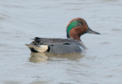 2Green-winged Teal 1April2014 Fort Worth Nature Preserve, Tarrant County, Texas