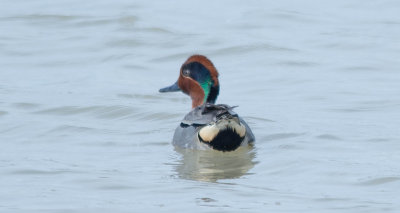 Green-winged Teal 1April2014 Fort Worth Nature Preserve, Tarrant County, Texas