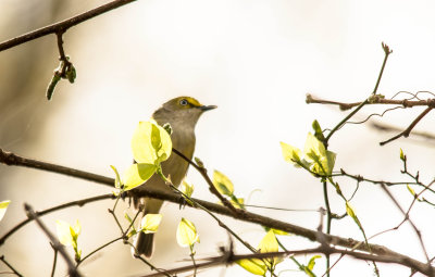 Texas Bird Gallery