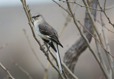 Mockingbird, Fort Worth, Tarrant County, Texas