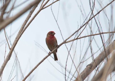 House Finch, Fort Worth, Tarrant County, Texas