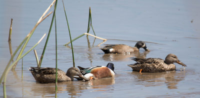 Northern Shovelers and Blue-winged Teal, Fort Worth Nature Preserve, Tarrant County, Texas