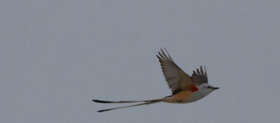 Scissor-tailed Flycatcher 3April2014 Tarrant County, Fort Worth, Texas