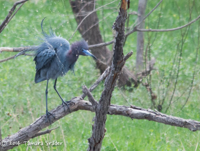 Little Blue Heron 3April2014 Tarrant County, Fort Worth, Texas