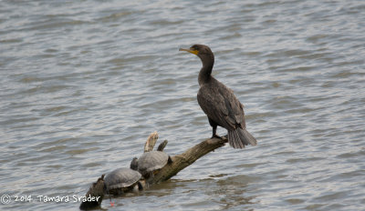 Double-crested Cormorant 3April2014 Tarrant County, Fort Worth, Texas