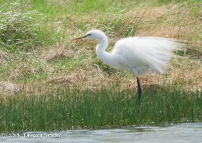 Great Egret 3April2014 Tarrant County, Fort Worth, Texas